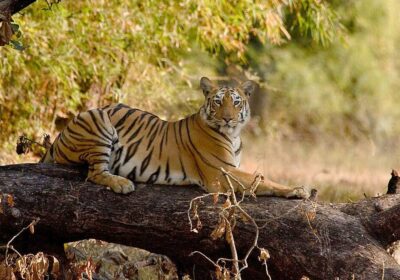 Tadoba-Andhari Tiger Reserve