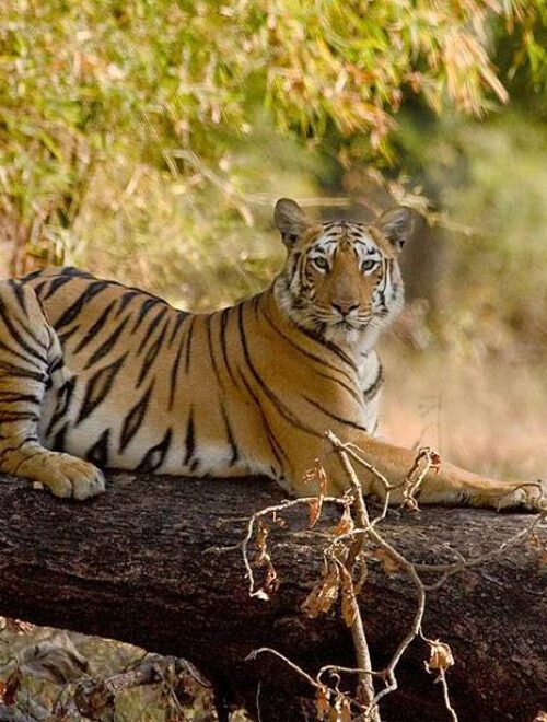 Tadoba-Andhari Tiger Reserve