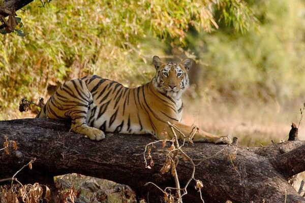 Tadoba-Andhari Tiger Reserve