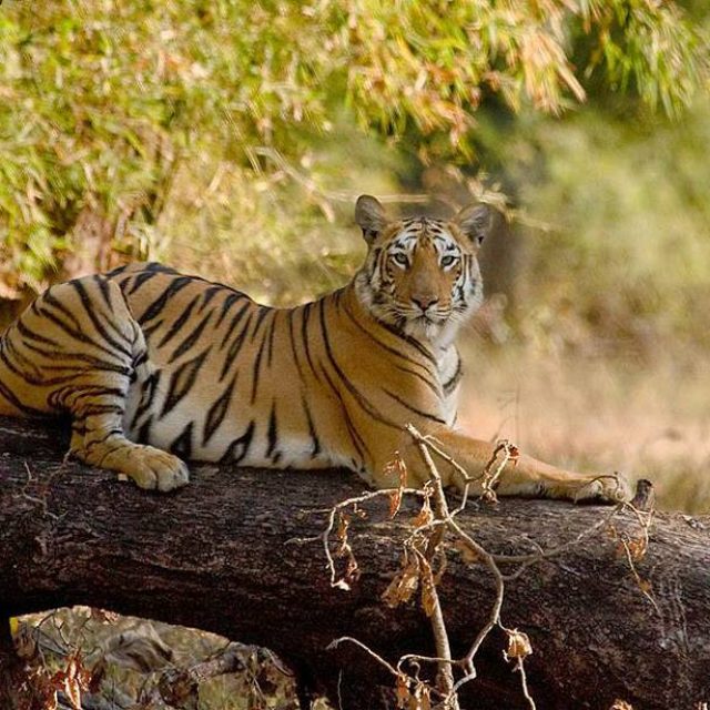 Tadoba-Andhari Tiger Reserve