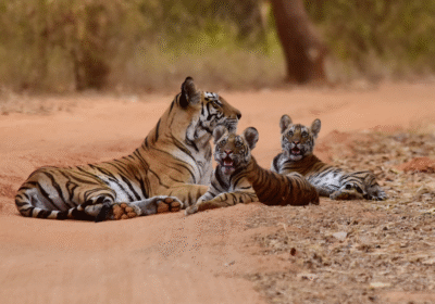Kanha National Park Tiger Safari